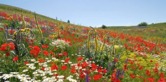 Fioritura sulle pendici del Gran Sasso